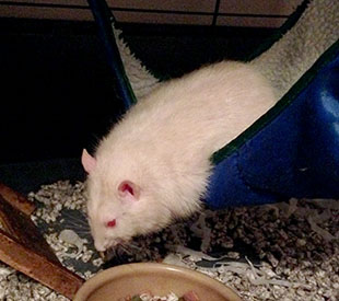Our rat Pika eating from his hammock Our sweet boy, Pika