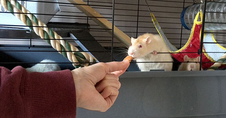 Pika (left corner) Oatie and Maize enjoying some yummy pizza