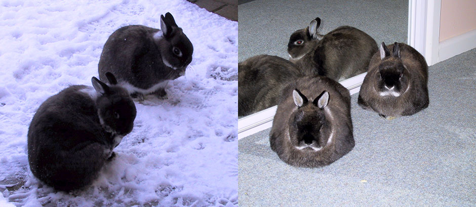 Our bunnies not impressed with the cold, and then safe and warm inside Our bunnies not impressed with the cold, and then safe and warm inside