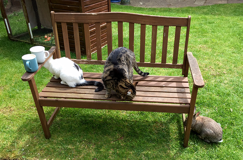 Our cats, Inkie and Cubbie on the garden bench with Fern the bunny underneath