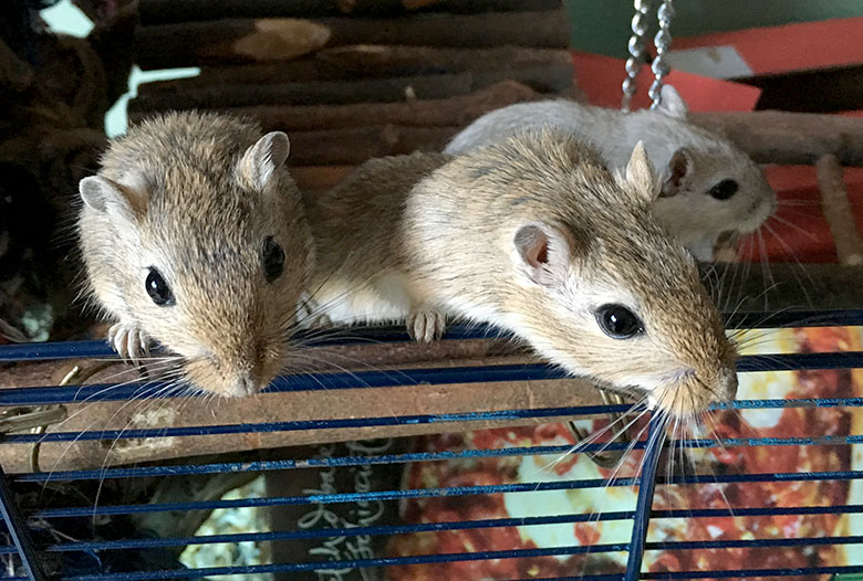 Our three gerbils, Acorn, Almond & Cashew looking out their cage door Acorn, Almond and Cashew