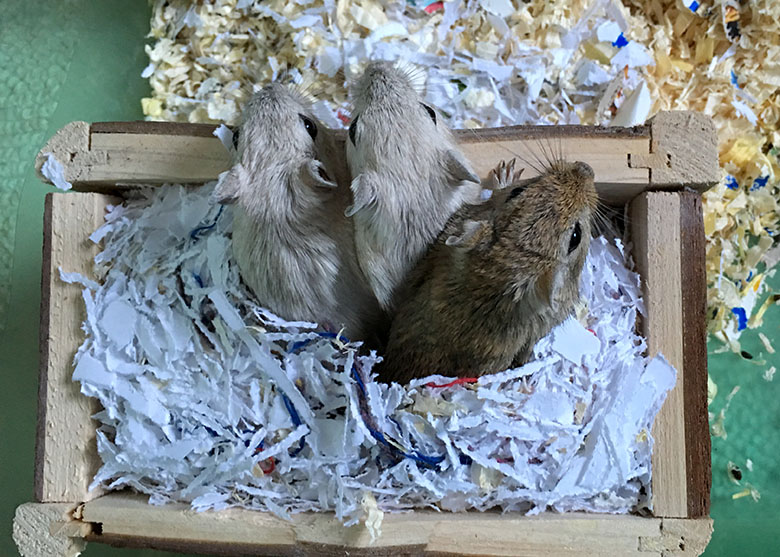 Our three little gerbils, Cherry, Plum & olive appearing from some shredded paper Olive, Plum and Cherry