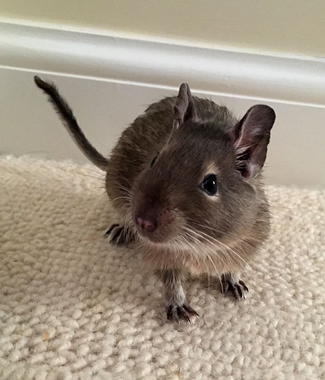 Our new baby Degu, Max Our new arrival