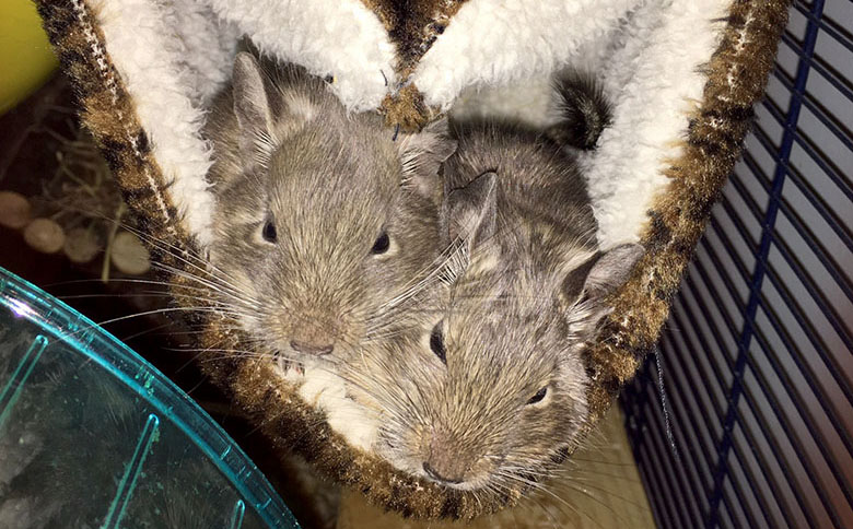 Our two degus snuggled in their fluffy hammock