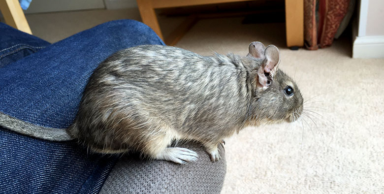 Our sweet little degu, Max, sitting on Derek's knee