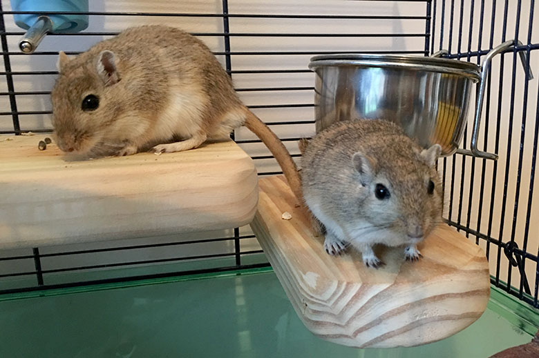 Acorn (left) and Almond reunited after the accident