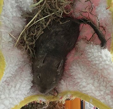Our degu, Max, snuggled in his hammock Max enjoying his hammock