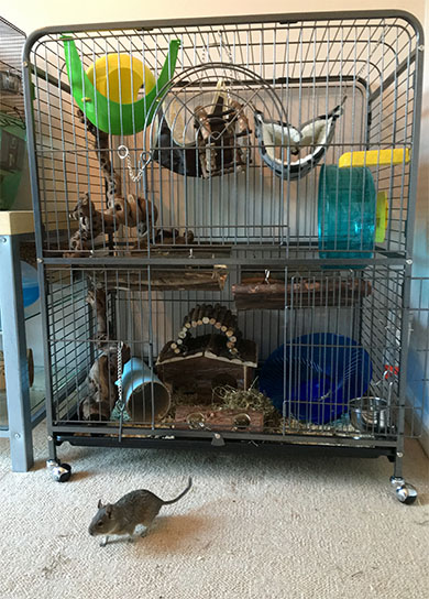 Our new degu cage Max's new home