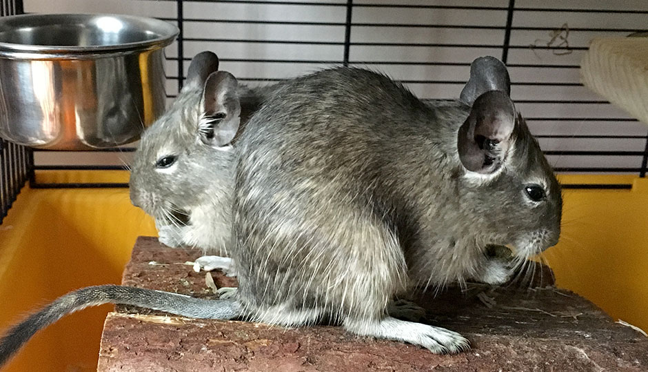 Our two degus sitting next to each other eating Roo behind Pip enjoying a snack