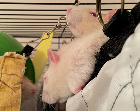 Out rats cuddled up in bed Pika (front) with his two brothers Maize and Oatie