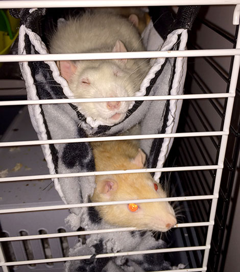 Our two rats sleeping in their hammock bunkbed Oatie snuggling in his fleecy tunnel with Pika snoozing above