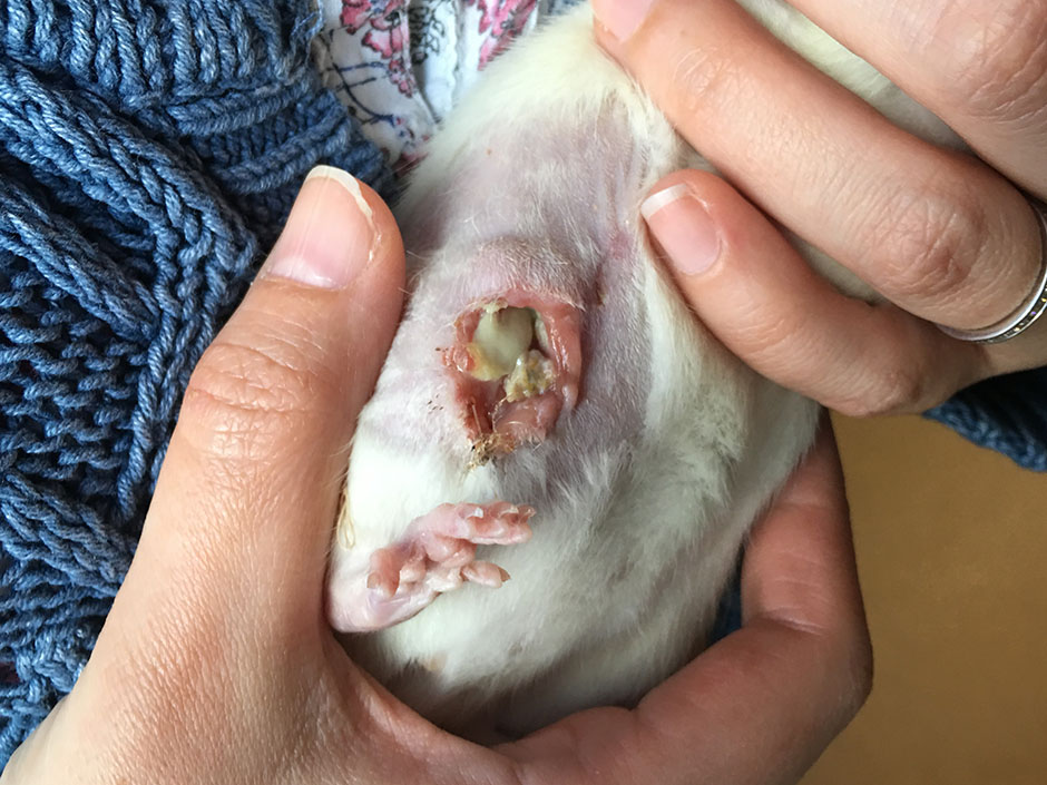 Our rat, Blossom with an open wound after surgery