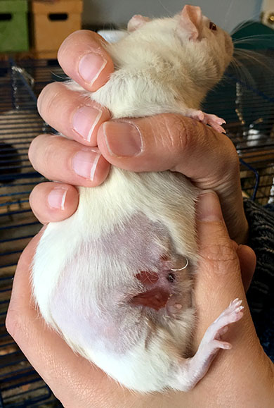 Our rats, open wound healing nicely after 8 days