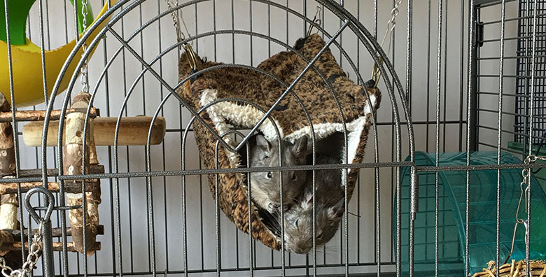 Pip and Roo in their new cage before they fell out