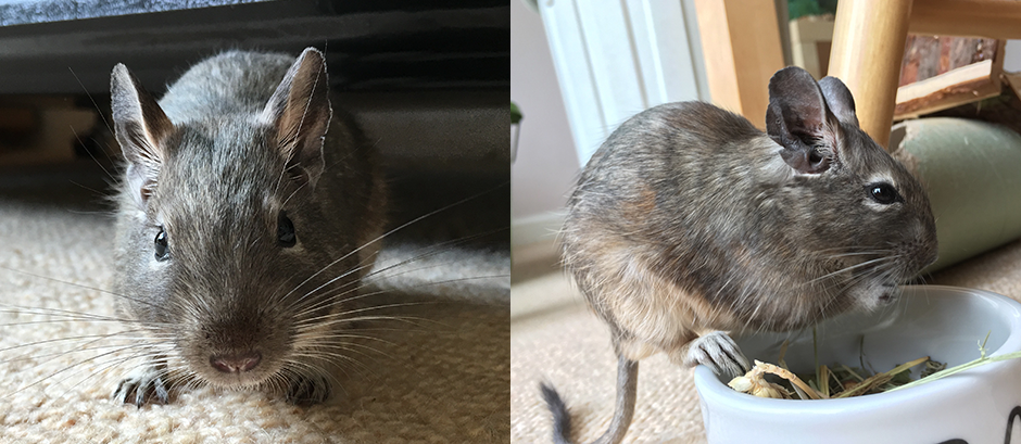 Our two degus our and about Pip (left) and Roo after being separated