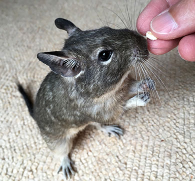 Our degu, Pip standing up and taking some oats from Derek's hand Pip enjoying some oats