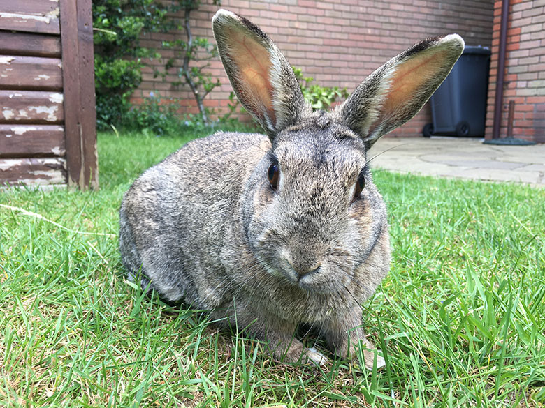 Our bunny, Fern, out on the lawn