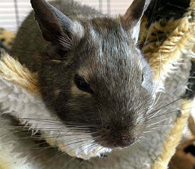 Our degu, Roo, snuggled in his fleecy bed Roo enjoying a well earned rest