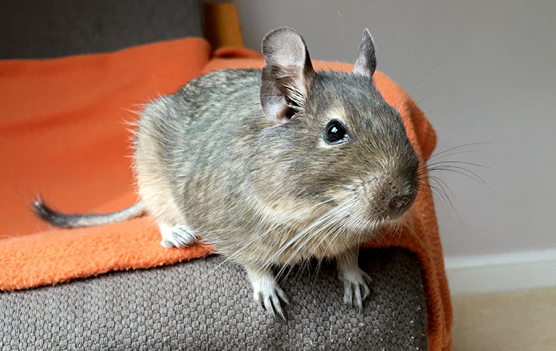 Our degu, Max sitting on an armchair Max chilling on an armchair