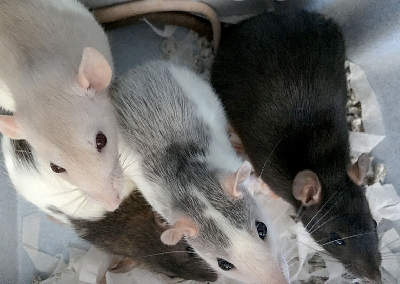 Our four new baby rats Our four new baby rats