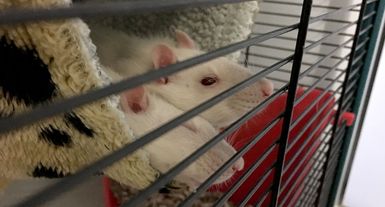 Our two rats snuggled in bed
