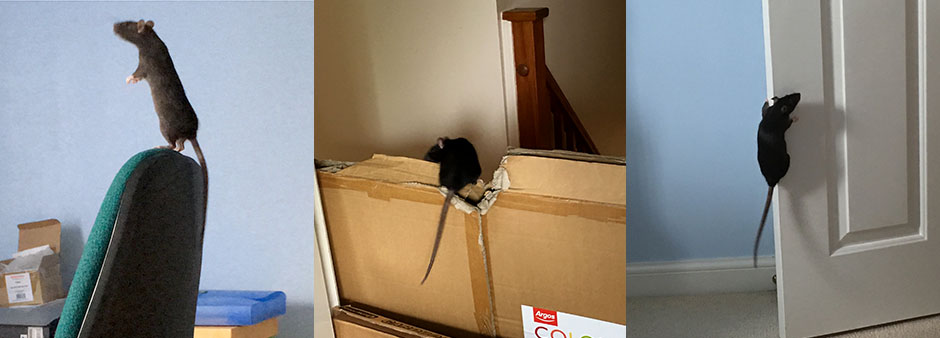 Our baby rat, Juniper in different mischievous places