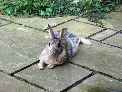 Our bunny, having a rest after digging up the side of the house Fern taking a break