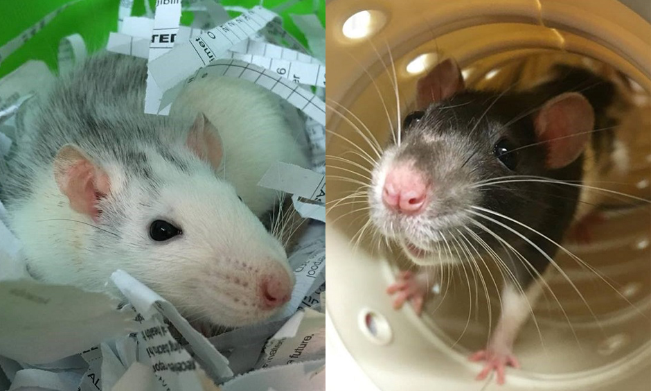 Our two new rats, Bluebell & Buttercup