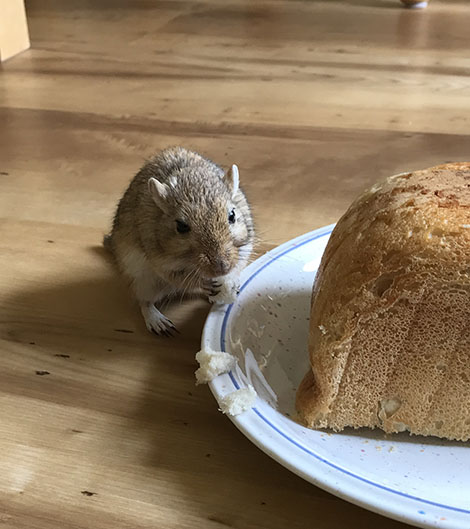 Our gerbil, Almond eating bread next to half a loaf of bread