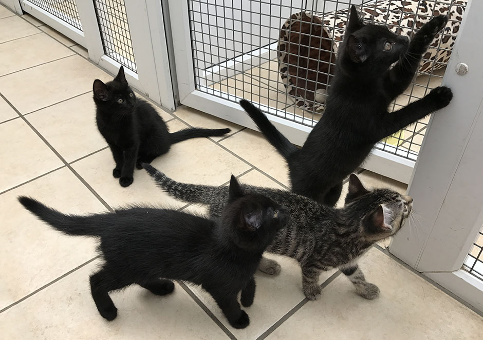 Four kittens playing Jessie (standing up) with the other kittens at the RSCPA shelter