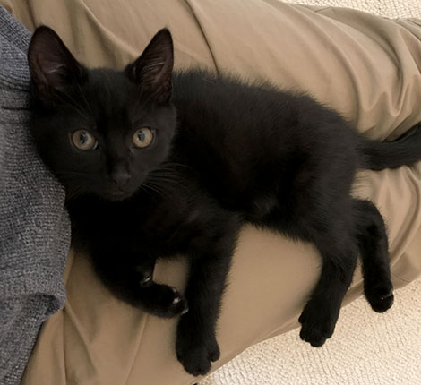 Our new black kitten Inkie, sitting on my lap Our new black kitten Inkie, sitting on my lap