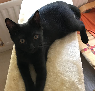 Our little black kitten, Jessie lounging on her cat post