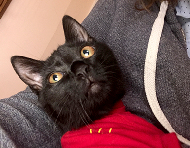 Our little black kitten having a cuddle Cuddly Jessie