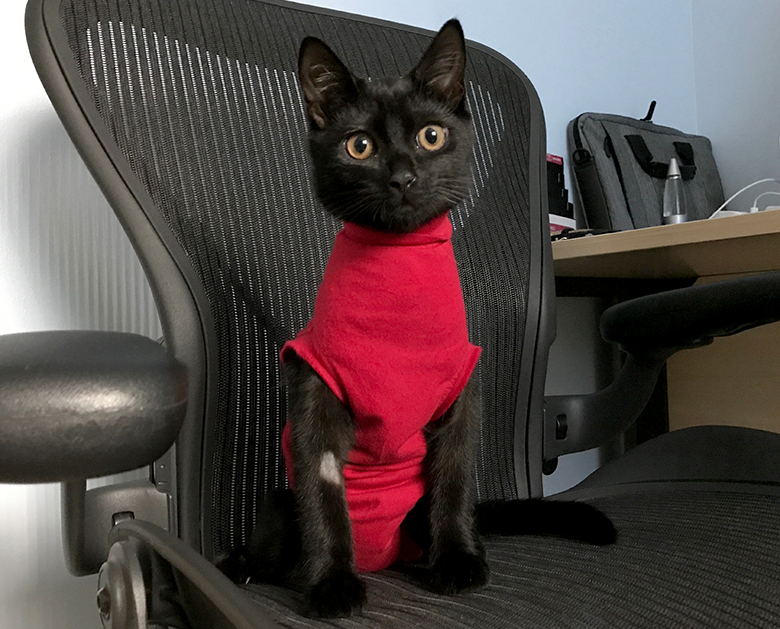 Our little black kitten wearing her red post-surgery cat suit Doesn't she look cute?