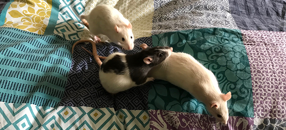 Our three rats playing on the bed