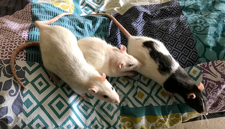 Our three rats, Sundew, Ivy & Sage Sundew, Ivy & Sage