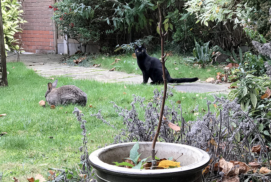 Our bunny Fern and new kitten Jessie in the garden Our bunny Fern and new kitten Jessie in the garden