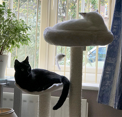 Our two cats sharing a cat post