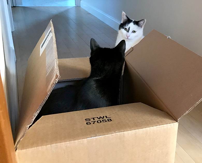 Jessie black cat in a box, and Inkie not looking very impressed