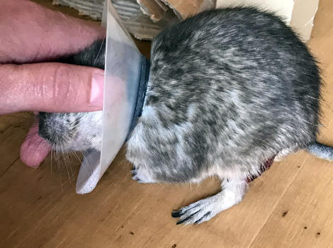 Our degu pip in his plastic collar Enjoying some fuss