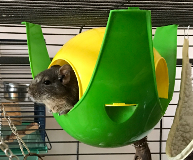 Our little degu in his sputnik Max before he was poorly