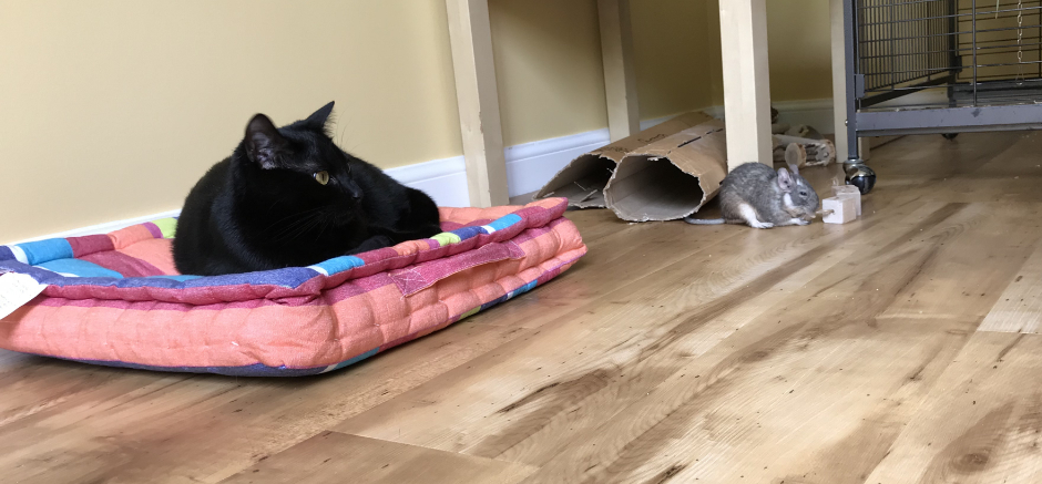 Our black cat, Jessie, relaxing with Pip the degu Jessie and Pip at playtime
