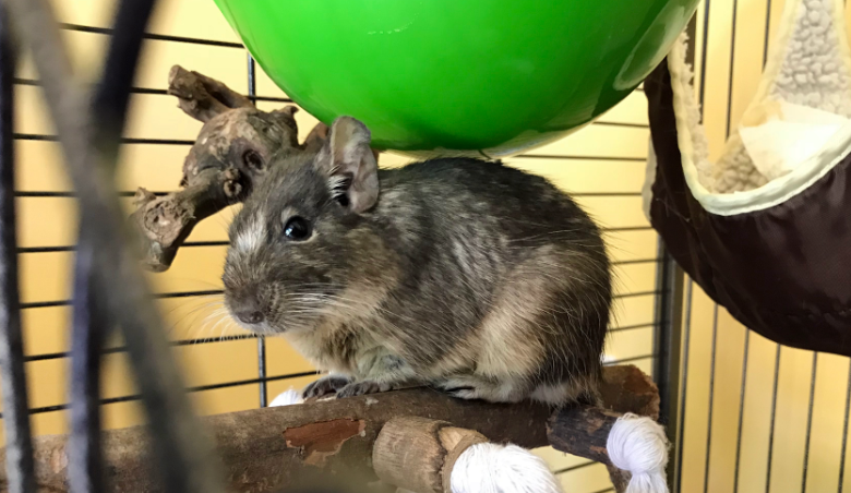 Our degu May sitting on a wooden perch Max feeling much better
