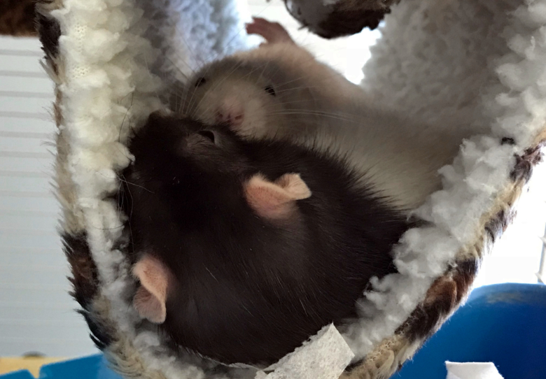 Lilac and her sister, Buttercup snuggled together