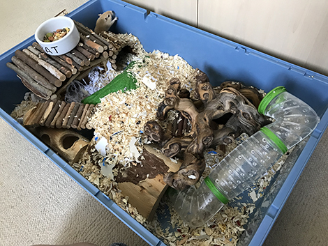 Savic Duna Multy cage Sunny and Moomin's new home