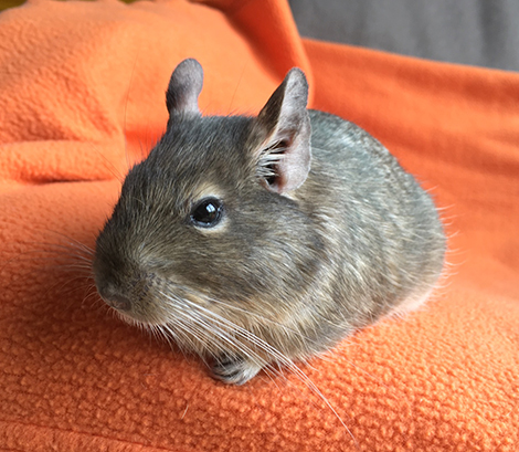 Our sweet degu, Max, enjoying a lie down