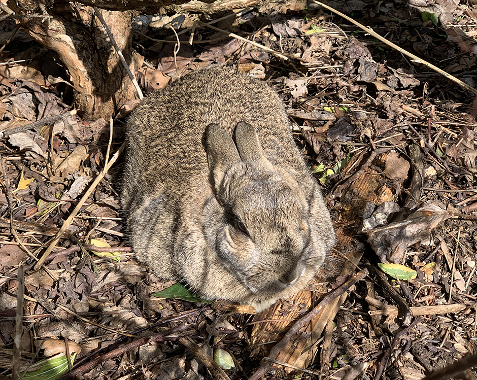 Our beautiful bunny enjoying the sunshine Our beautiful bunny enjoying the sunshine