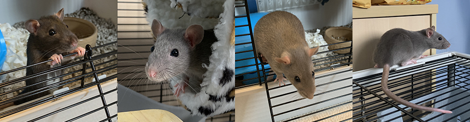 Our 4 little rats Sapphire, Ruby, Topaz & Opal