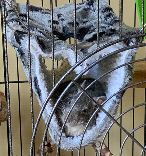 Our degu, Pip, snuggled in his fleecy hanging bed Pip enjoying being free from his plastic collar