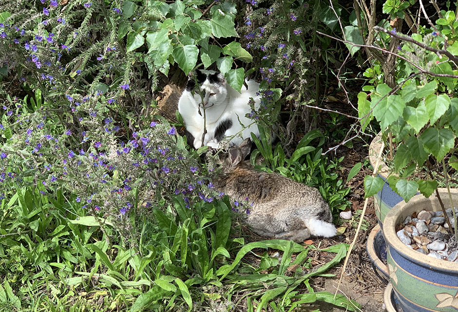 Our bunny, Fern relaxing in the garden with Inkie, the cat Fern and her best friend Inkie, relaxing